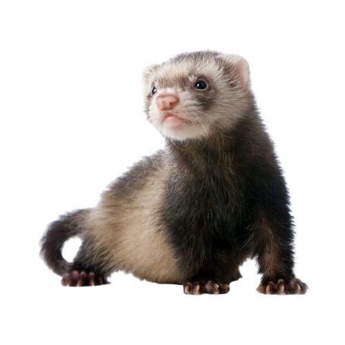ferret